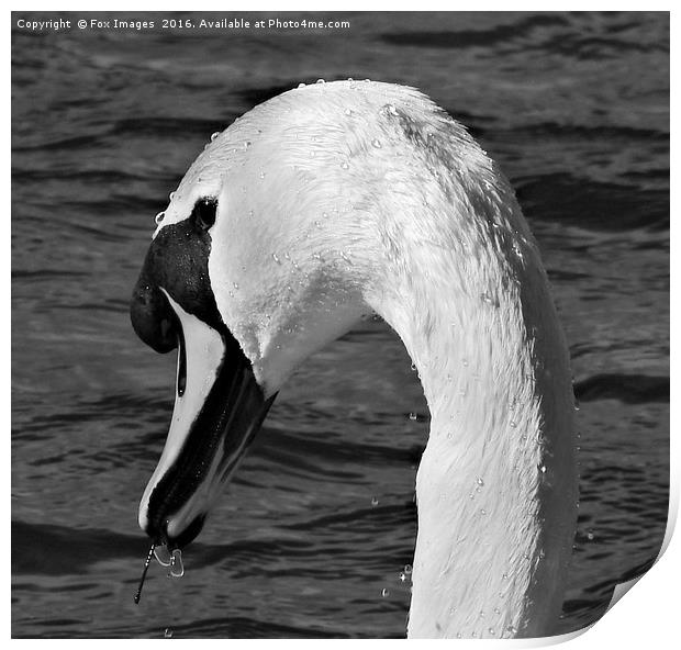Mute swan Print by Derrick Fox Lomax