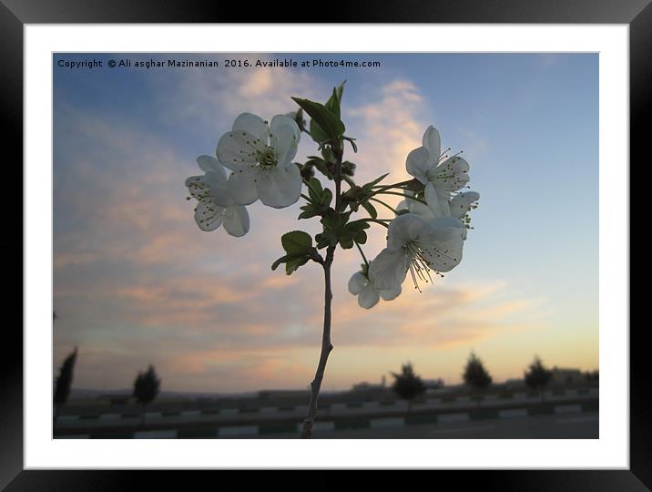 Cherry flowers,                                Framed Mounted Print by Ali asghar Mazinanian