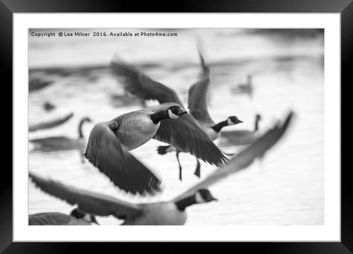 Candian Geese flying Framed Mounted Print by Lee Milner