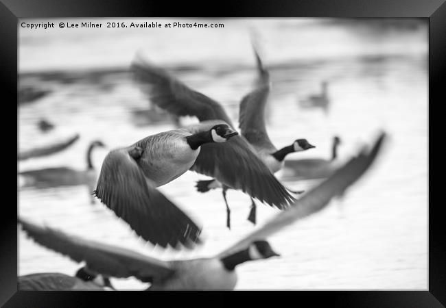 Candian Geese flying Framed Print by Lee Milner