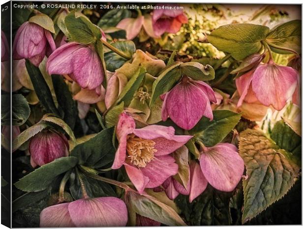 "PINK HELLEBORE" Canvas Print by ROS RIDLEY