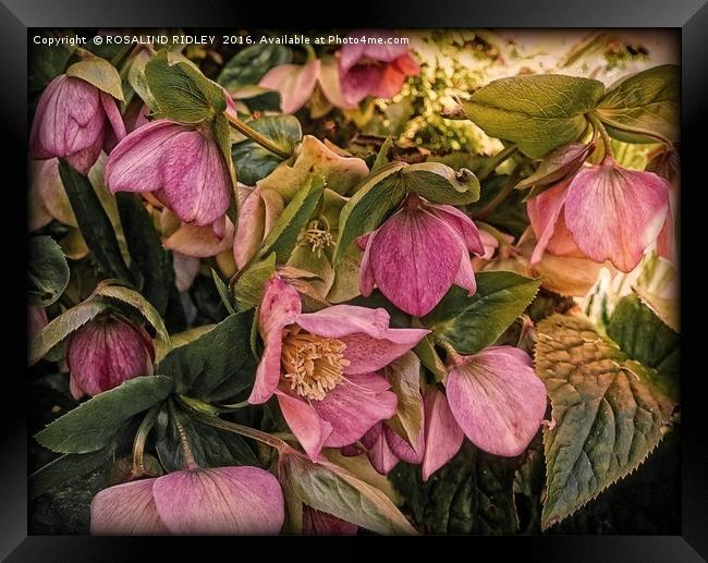 "PINK HELLEBORE" Framed Print by ROS RIDLEY