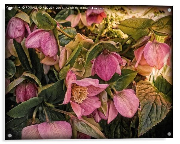 "PINK HELLEBORE" Acrylic by ROS RIDLEY