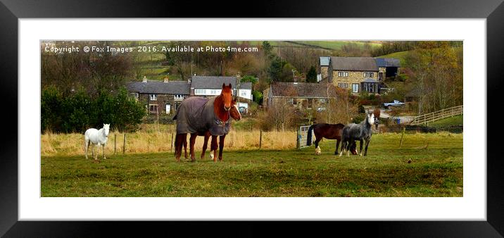 Horses in a field Framed Mounted Print by Derrick Fox Lomax