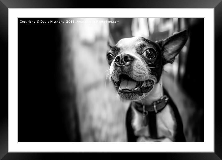 Black And White dog Framed Mounted Print by David Hitchens