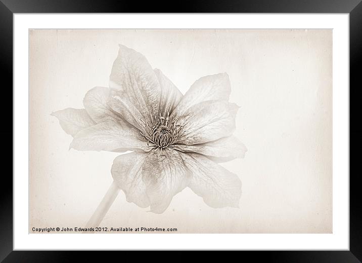 Vellum Clematis Framed Mounted Print by John Edwards