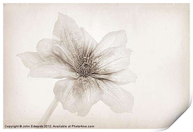 Vellum Clematis Print by John Edwards