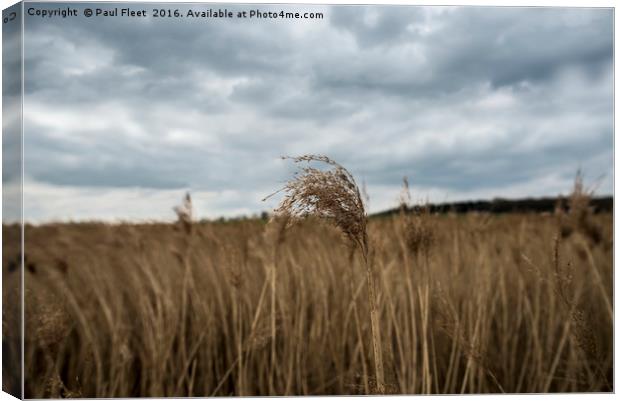 Reed Bed Canvas Print by Paul Fleet