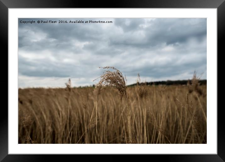 Reed Bed Framed Mounted Print by Paul Fleet