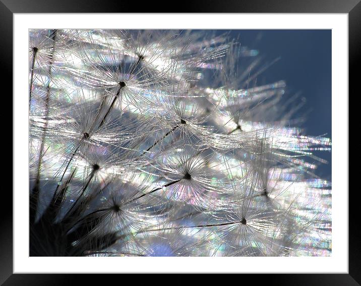 Dandy Abstract Framed Mounted Print by Julie Coe