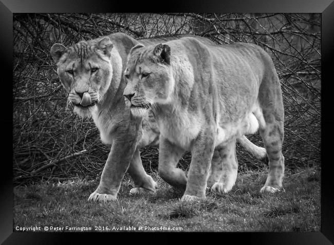 Big Cats Hunt Framed Print by Peter Farrington
