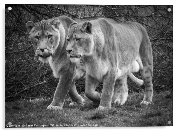 Big Cats Hunt Acrylic by Peter Farrington