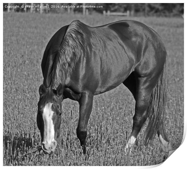 Grazing horse Print by shawn mcphee I