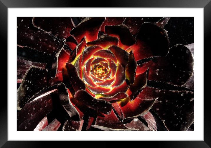 Blooming Cosmic Framed Mounted Print by Mark Cummins