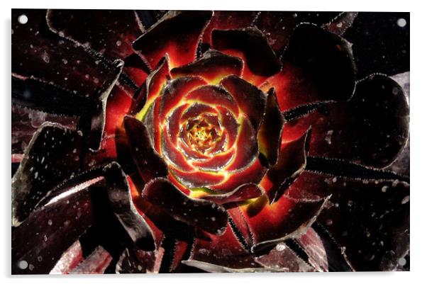 Blooming Cosmic Acrylic by Mark Cummins