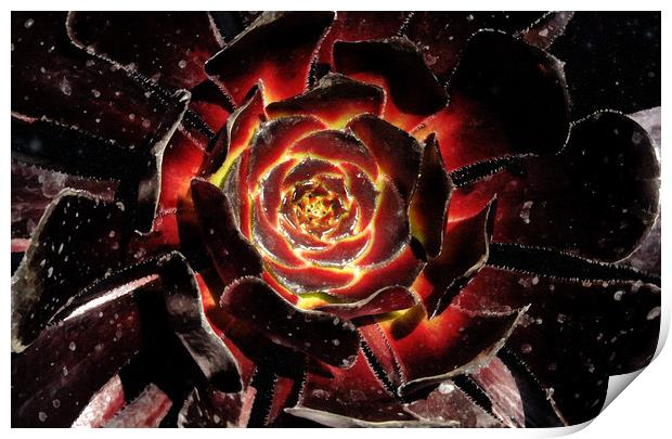 Blooming Cosmic Print by Mark Cummins