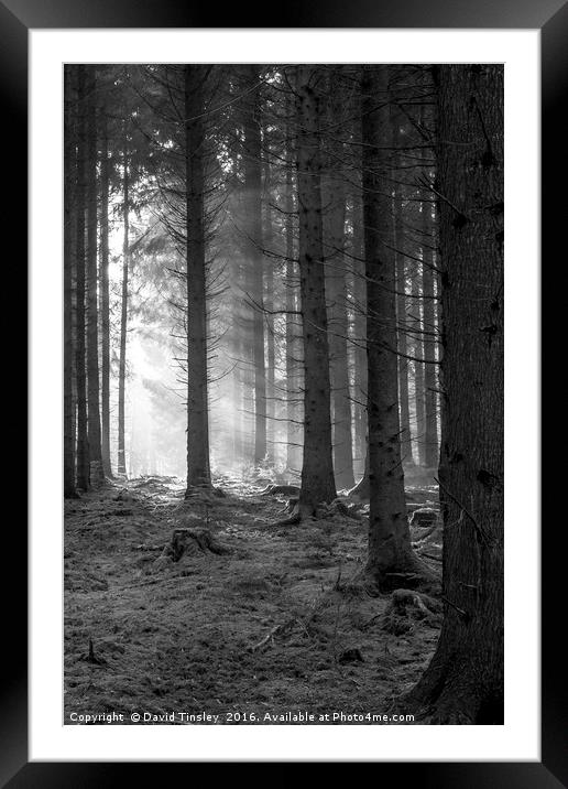 Woodland Light Beams Framed Mounted Print by David Tinsley