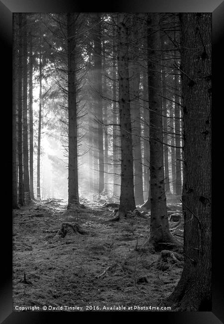 Woodland Light Beams Framed Print by David Tinsley
