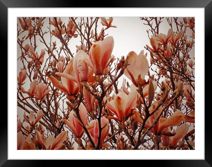 magnolia tree Framed Mounted Print by paul ratcliffe