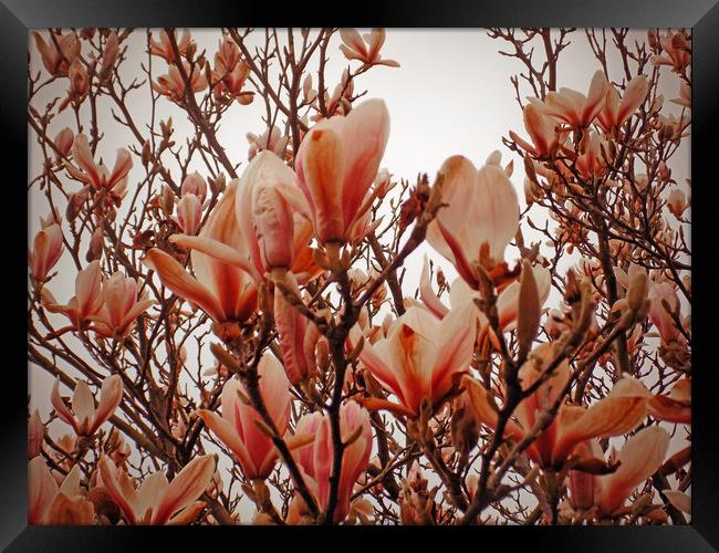 magnolia tree Framed Print by paul ratcliffe