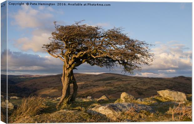 Lone tree on Dartmoor Canvas Print by Pete Hemington