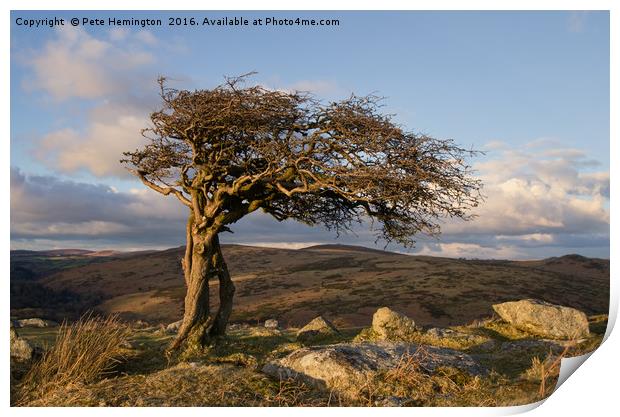 Lone tree on Dartmoor Print by Pete Hemington