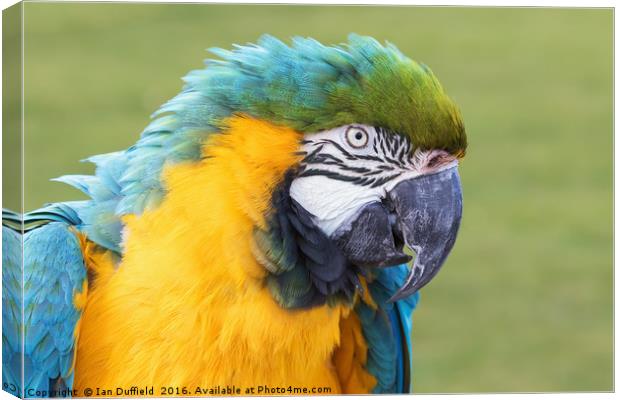 Colourful Blue and Yellow Macaw close-up. Canvas Print by Ian Duffield