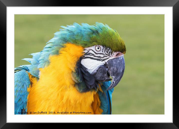 Blue and Yellow Macaw close-up. Framed Mounted Print by Ian Duffield
