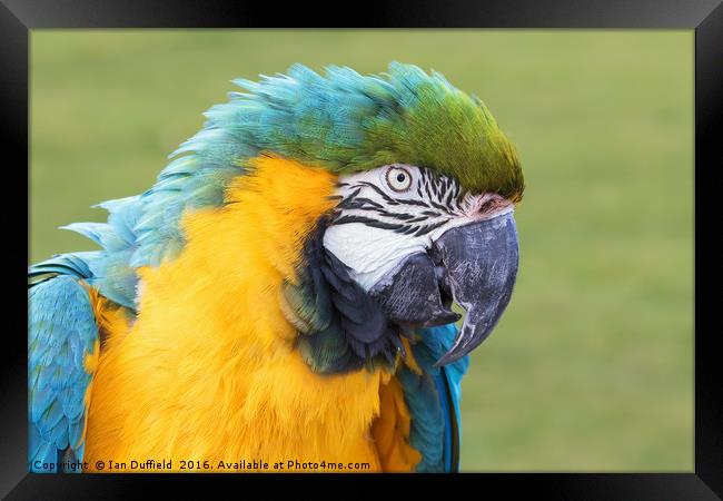 Colourful Blue and Yellow Macaw close-up. Framed Print by Ian Duffield