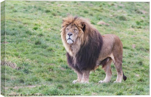 Proud male lion surveying his territory Canvas Print by Ian Duffield