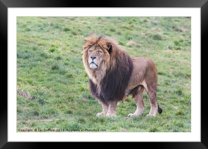 Proud male lion surveying his territory Framed Mounted Print by Ian Duffield