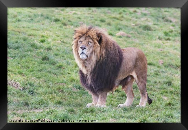 Proud male lion surveying his territory Framed Print by Ian Duffield