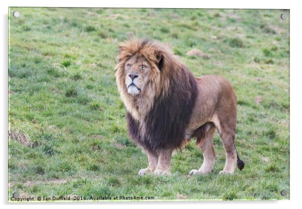 Proud male lion surveying his territory Acrylic by Ian Duffield