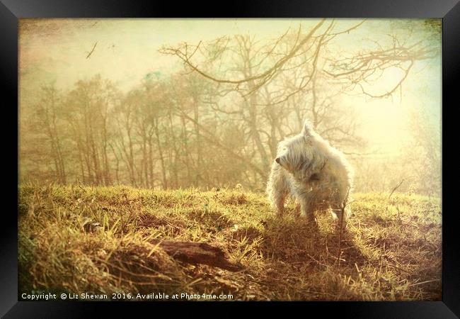 Mystic Westie for West Highland White Terrier Dog  Framed Print by Liz Shewan