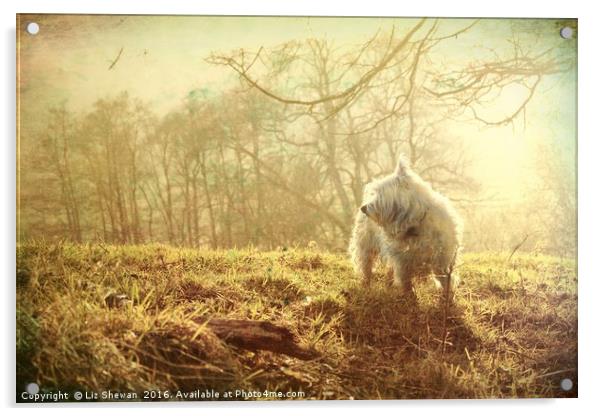 Mystic Westie for West Highland White Terrier Dog  Acrylic by Liz Shewan