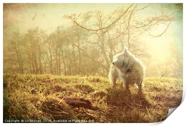 Mystic Westie for West Highland White Terrier Dog  Print by Liz Shewan