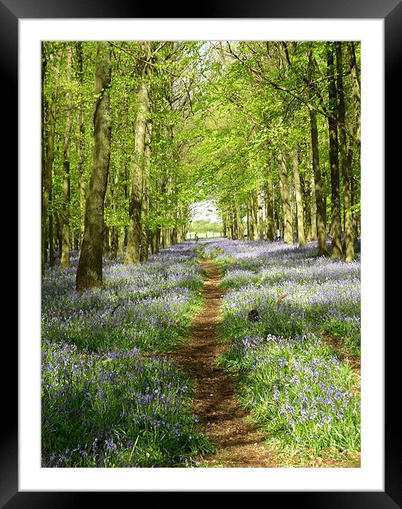 Bluebell woods at Ash Ridge Framed Mounted Print by Tony Watson