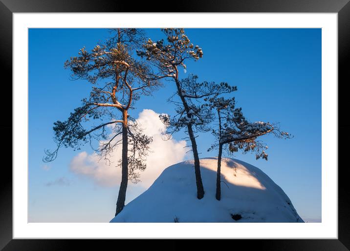 Pine trees on the top of the snowy rock Framed Mounted Print by Jenny Rainbow