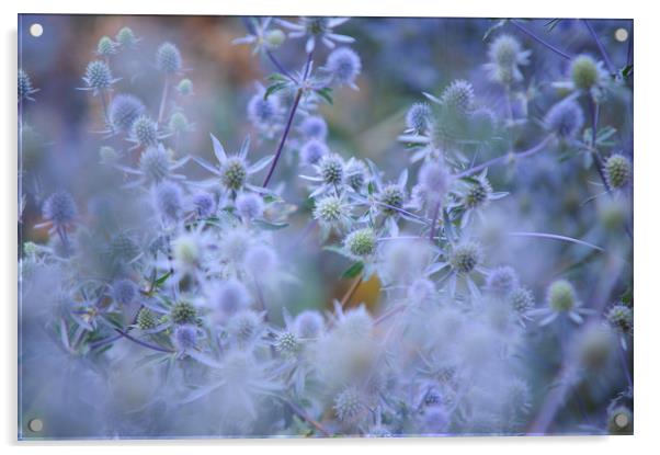 Blue Eryngo Bethlehem. Selective focus Acrylic by Jenny Rainbow