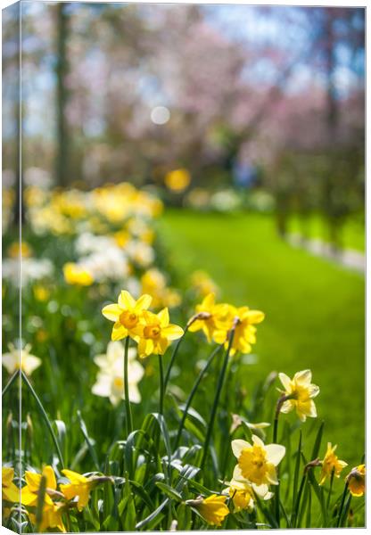 Spring Daffodils in Keukenhof garden in Netherland Canvas Print by Jenny Rainbow