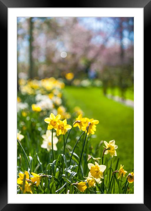 Spring Daffodils in Keukenhof garden in Netherland Framed Mounted Print by Jenny Rainbow