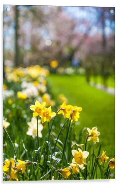 Spring Daffodils in Keukenhof garden in Netherland Acrylic by Jenny Rainbow