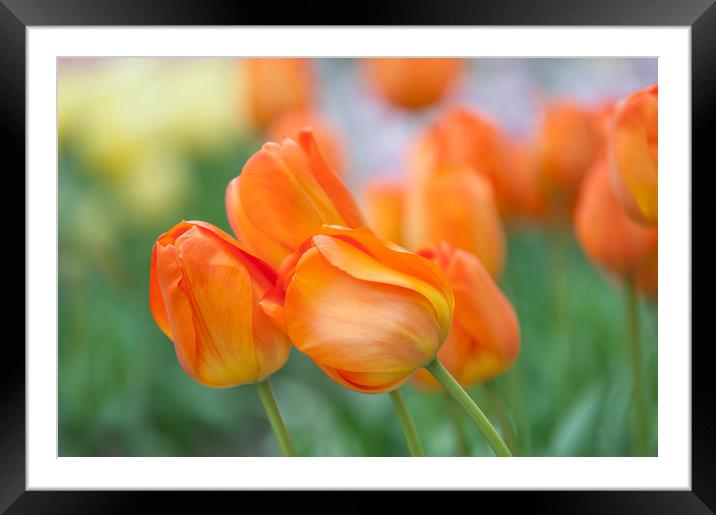 Dutch orange tulips close up Framed Mounted Print by Jenny Rainbow
