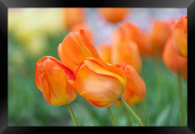 Dutch orange tulips close up Framed Print by Jenny Rainbow