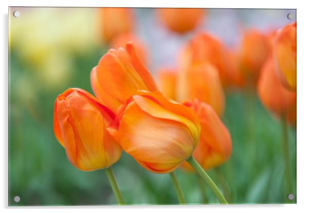 Dutch orange tulips close up Acrylic by Jenny Rainbow