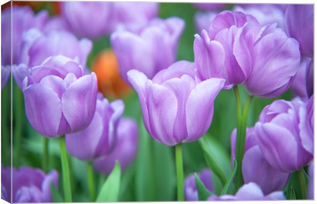 Field of beautiful purple tulips Canvas Print by Jenny Rainbow