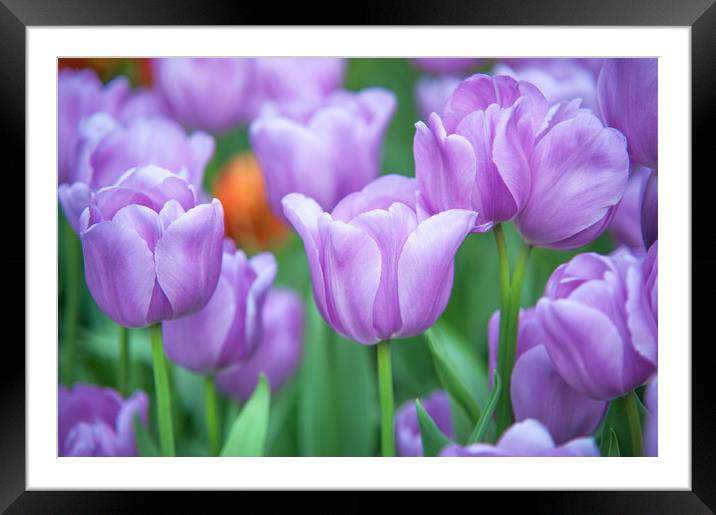 Field of beautiful purple tulips Framed Mounted Print by Jenny Rainbow