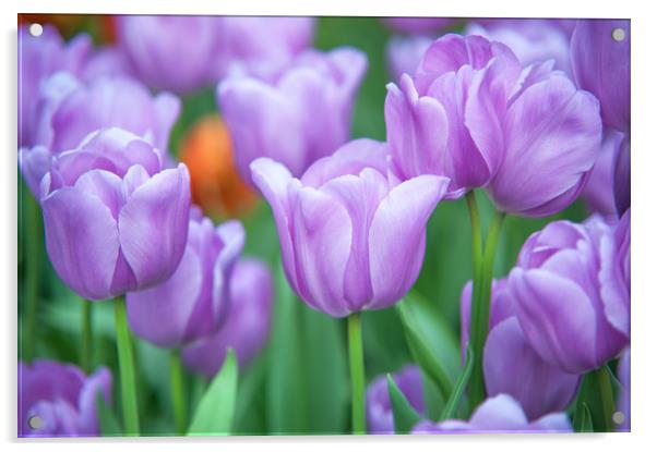 Field of beautiful purple tulips Acrylic by Jenny Rainbow