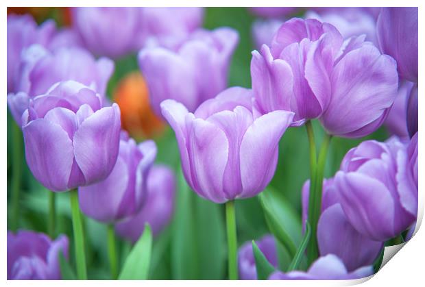 Field of beautiful purple tulips Print by Jenny Rainbow