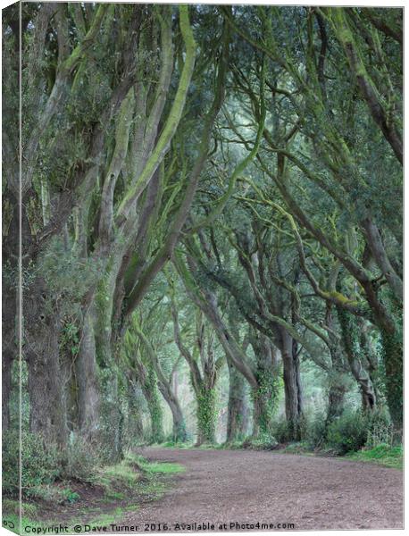 The Trees, Norfolk Canvas Print by Dave Turner